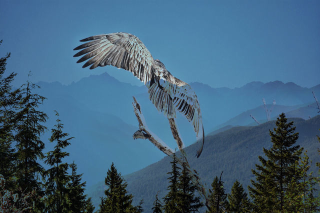 Overlay of vulture flying over Olympia mountains