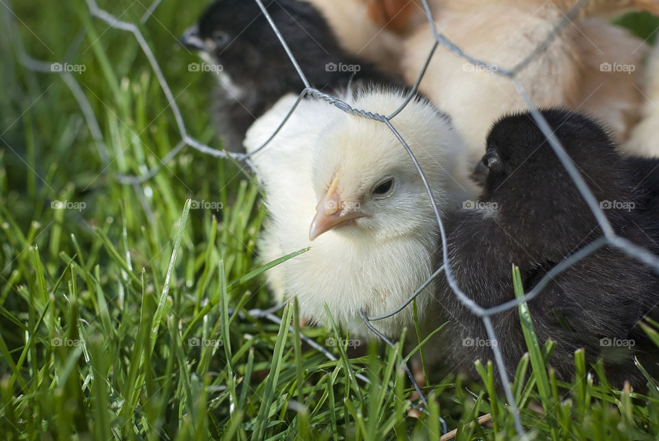 Week old chicks 🐥
