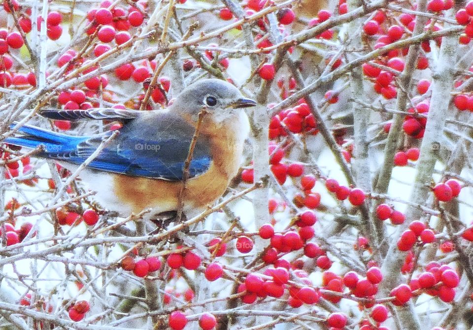 Bluebirds and berries winter time