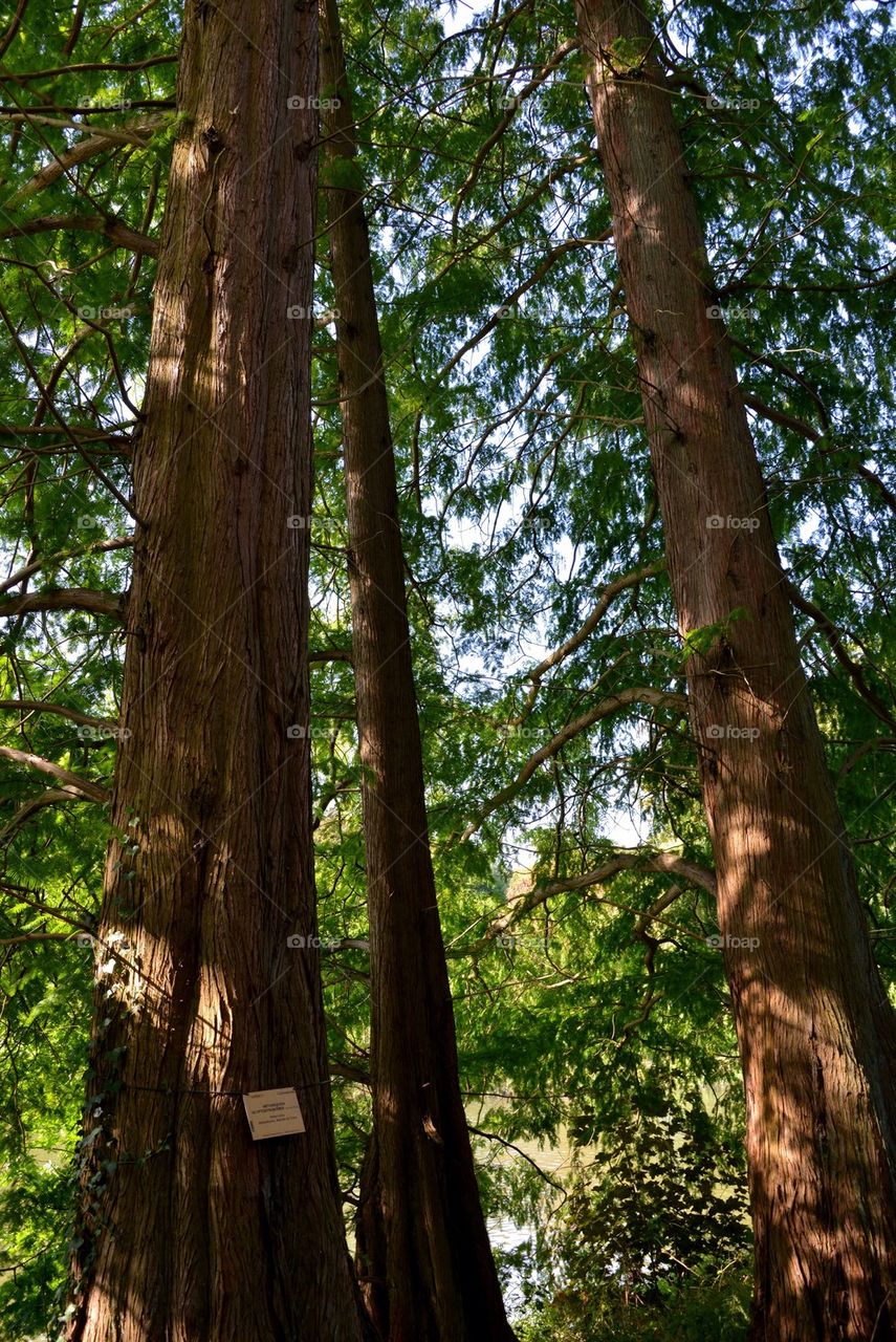 Trees at the park in Meise, Belgium.