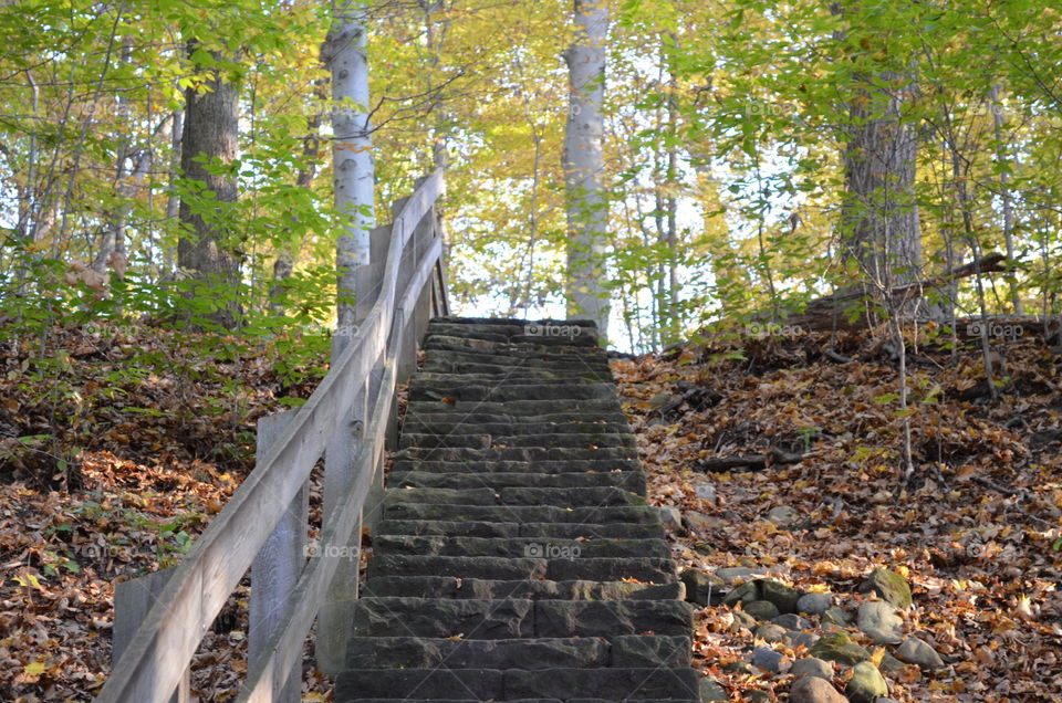 Upward bound. Stairs in a forest 
