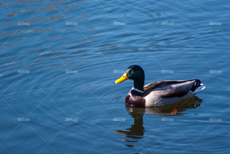 Duck on water