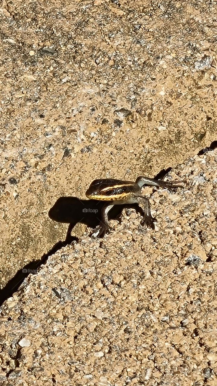 a little skink basking in the sun.