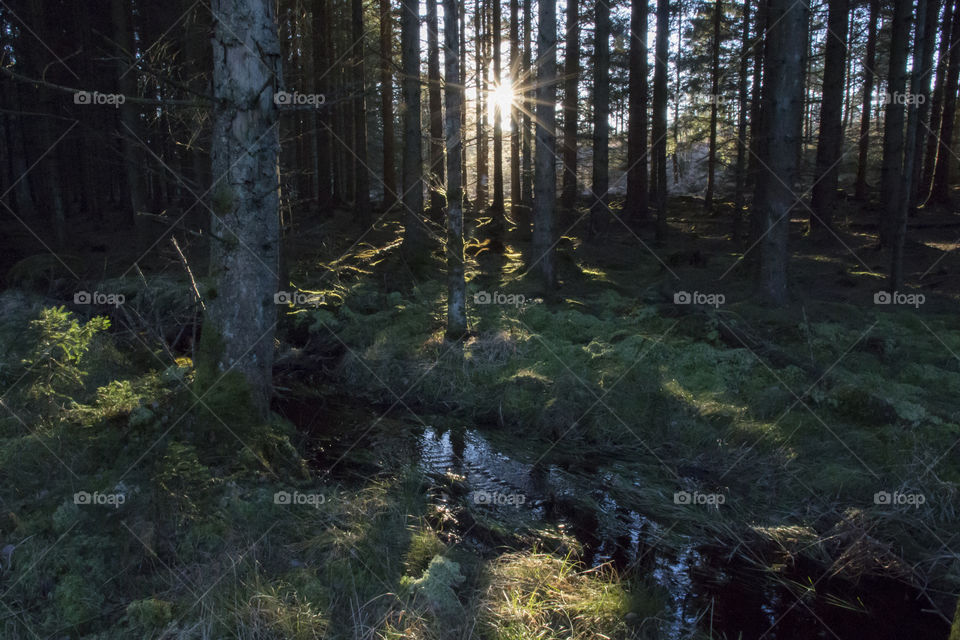 Sun rays in forest 