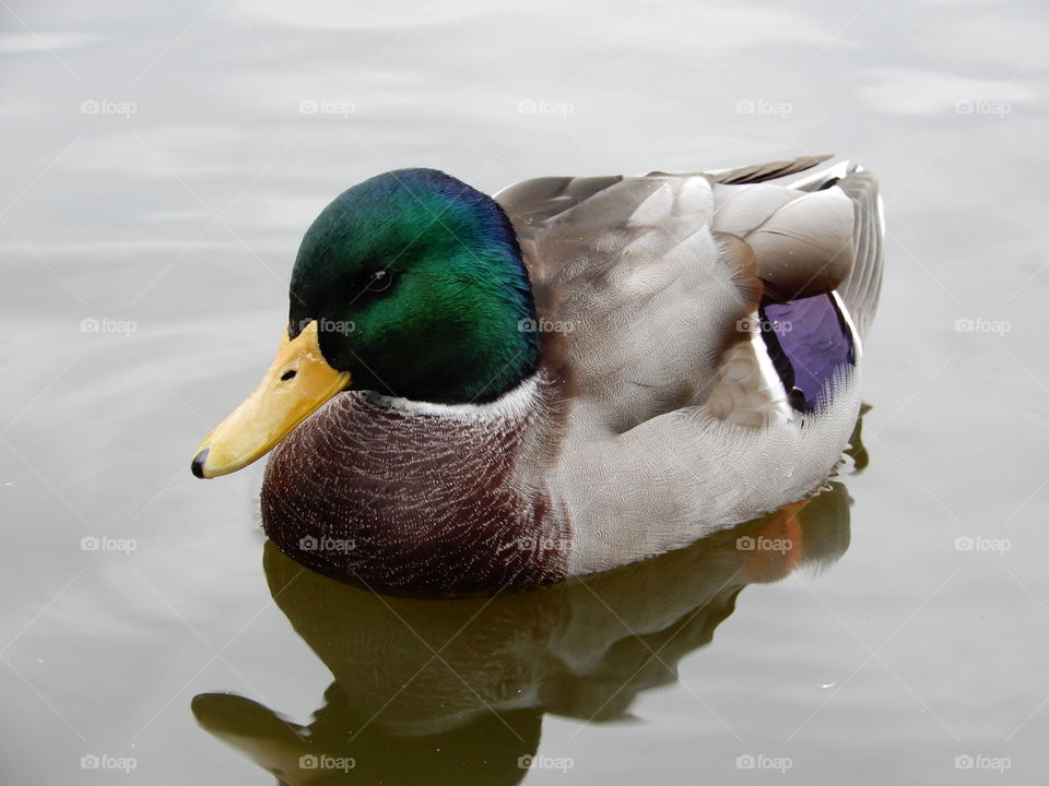 Duck in Danmark lake