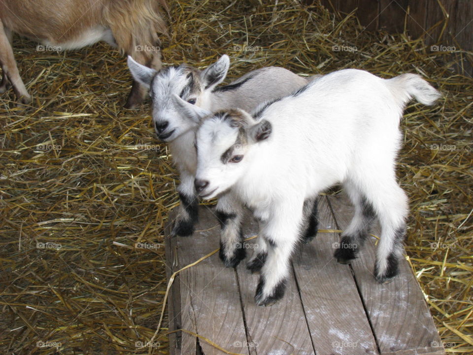 Two baby goat standing