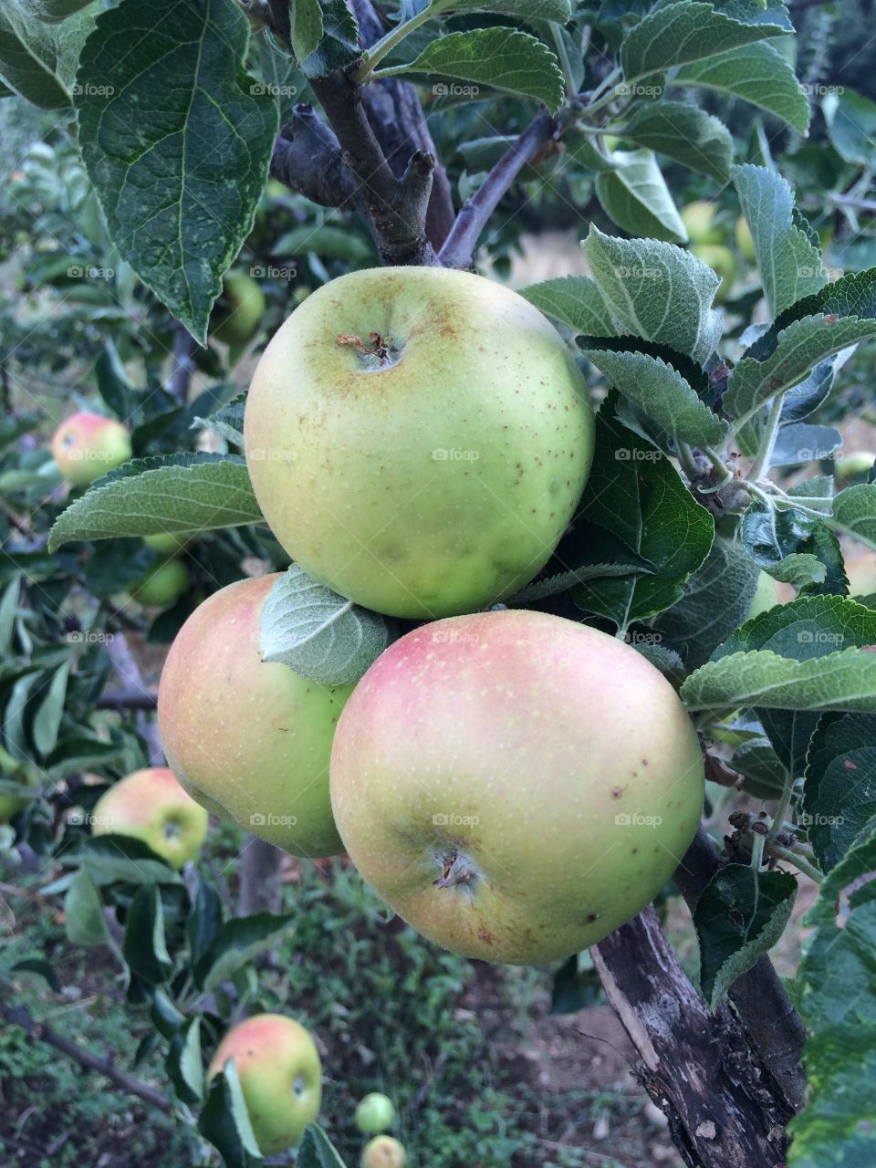 Apples in a tree