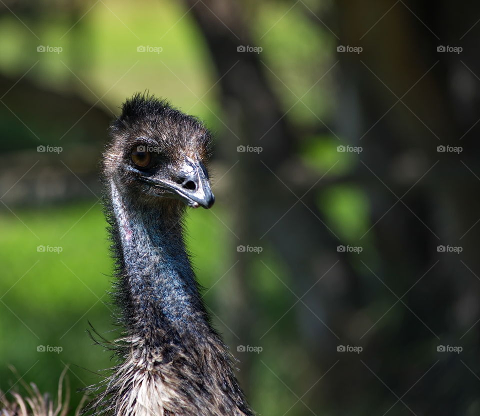 Emu Dromaius novaehollandiae in a national park