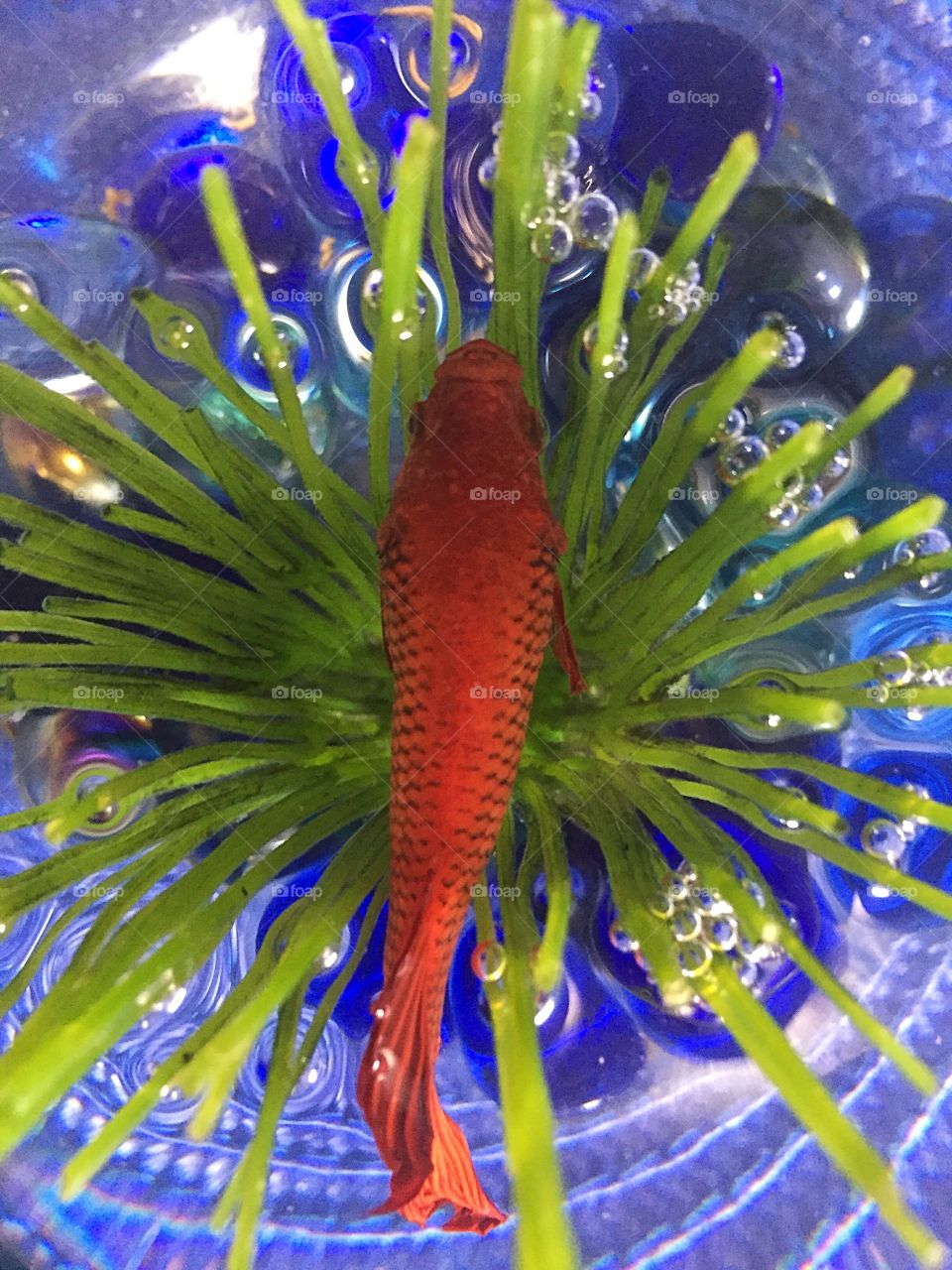 Red Beta fish top view 