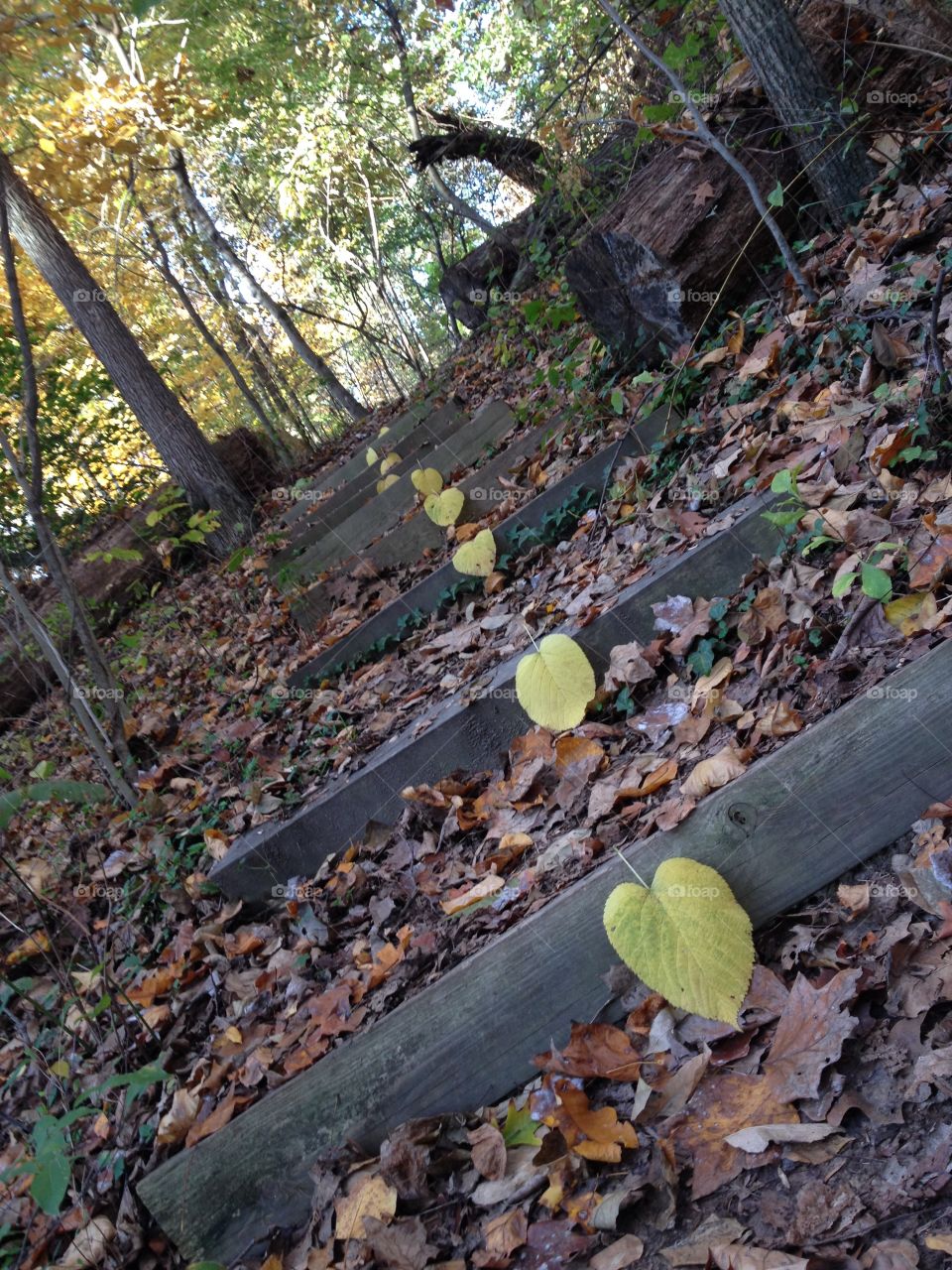 Path of yellow Heart shaped leaves 
