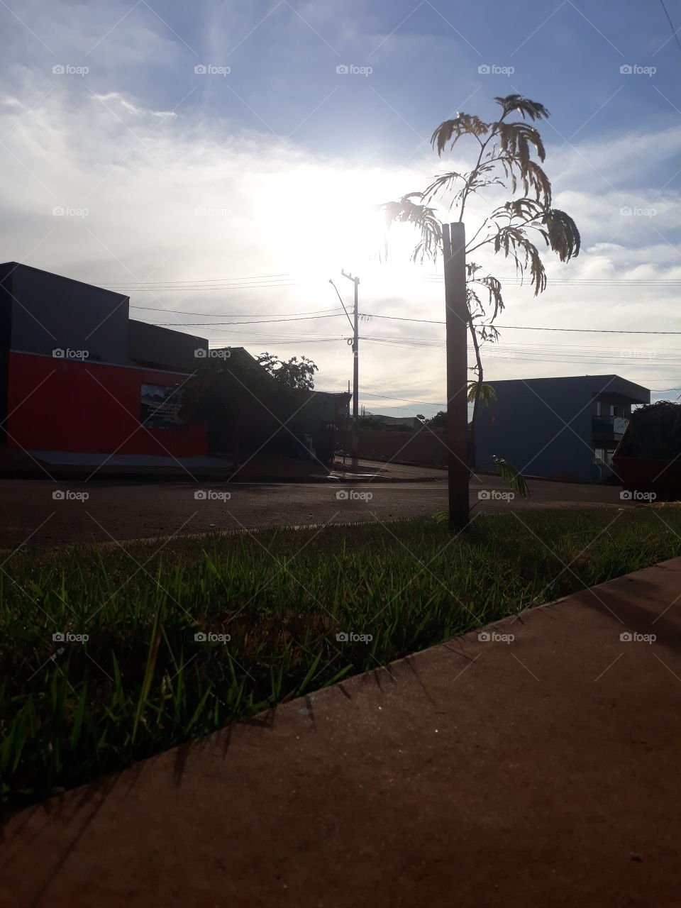 árvore na frente de casa, Cafelândia Paraná Brasil