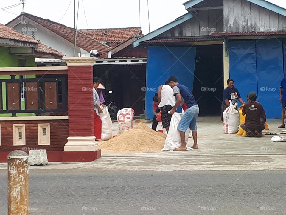 community activities that are harvesting rice in front of the house