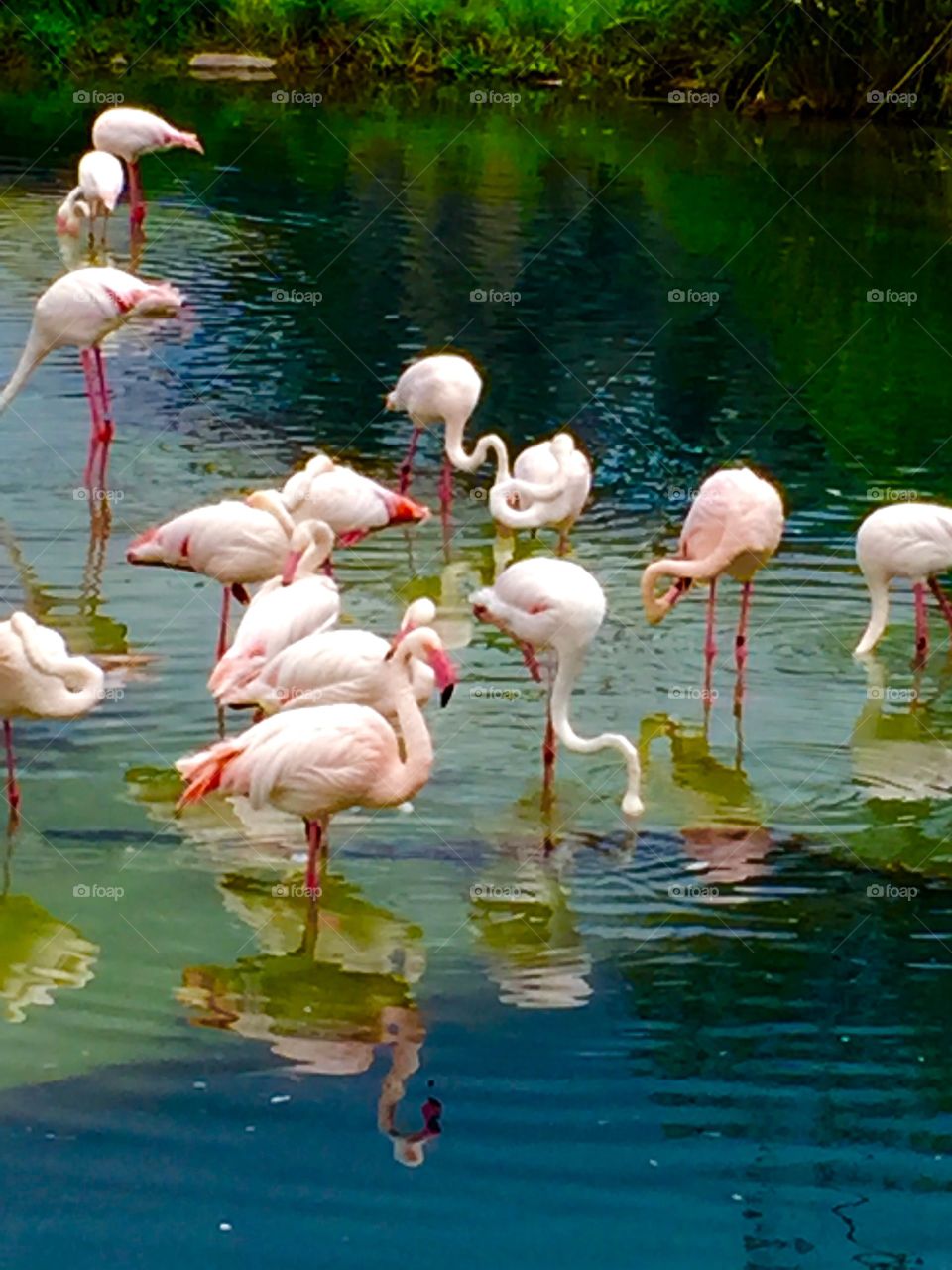 Pink flamingos 