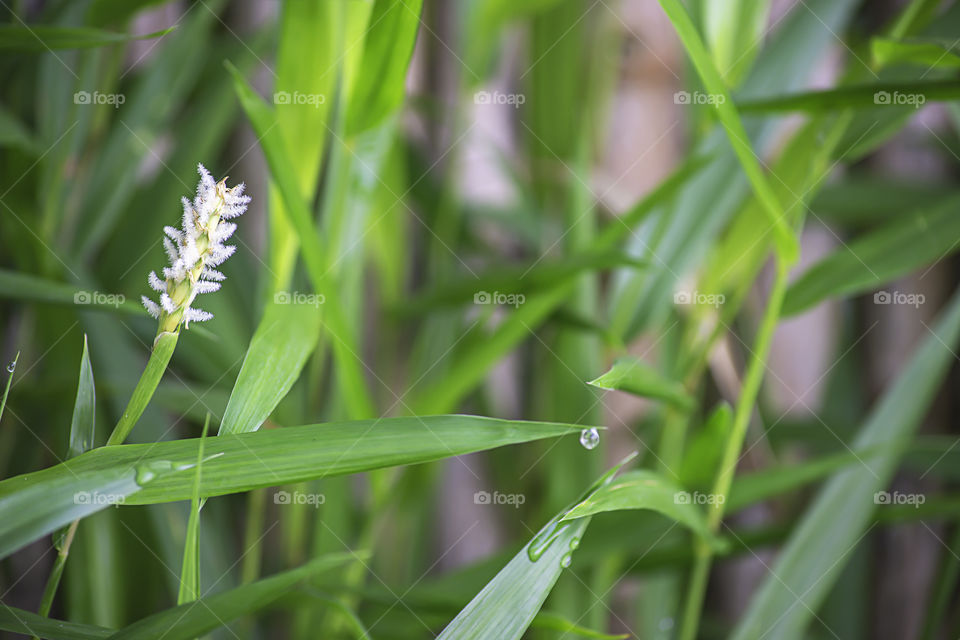 White flower of grass and water droplets on the leaves.