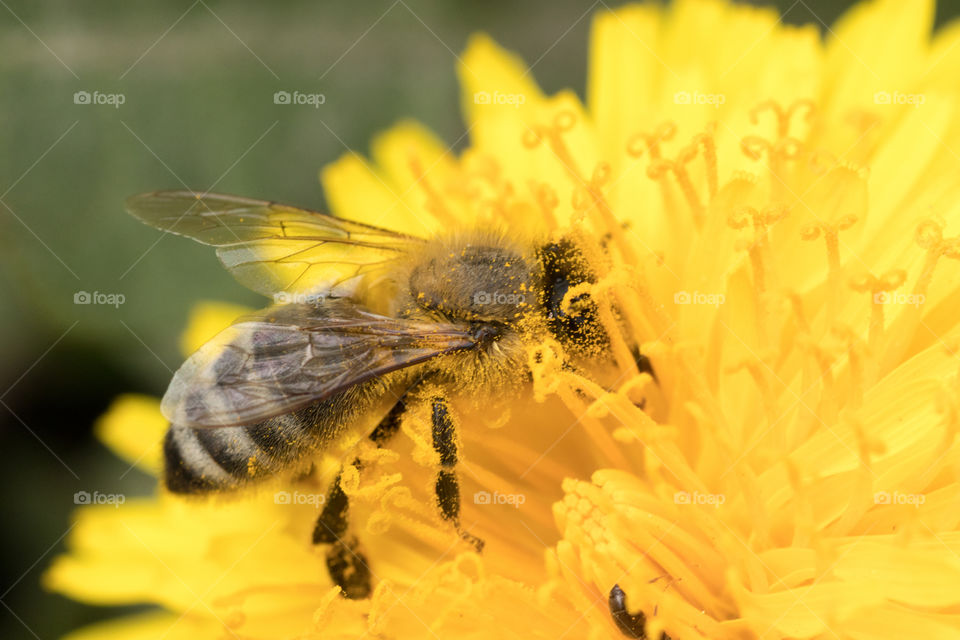 macro photo of a small bee collecting pollen from a dandelion