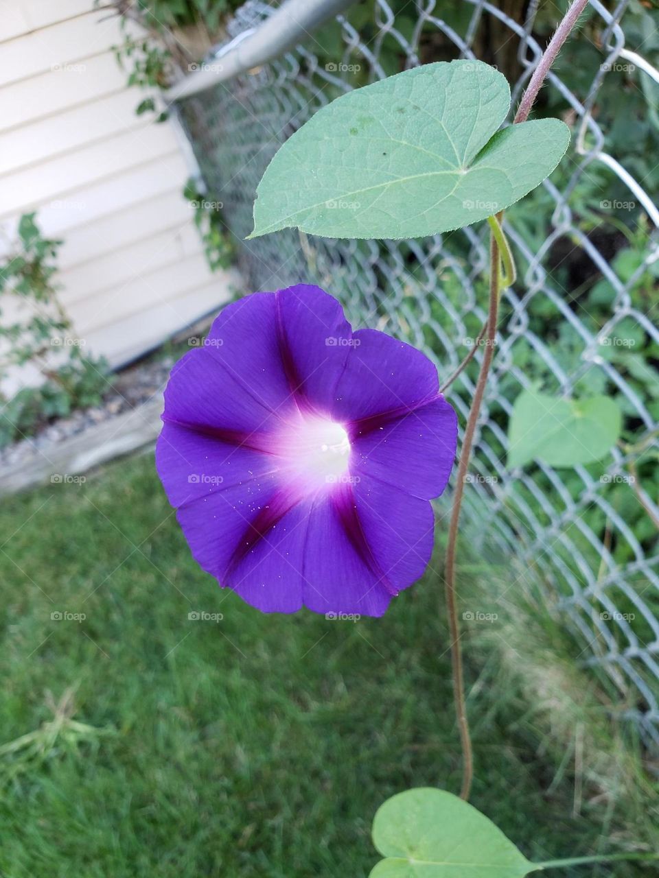 Purple Morning Glory flower growing on fence