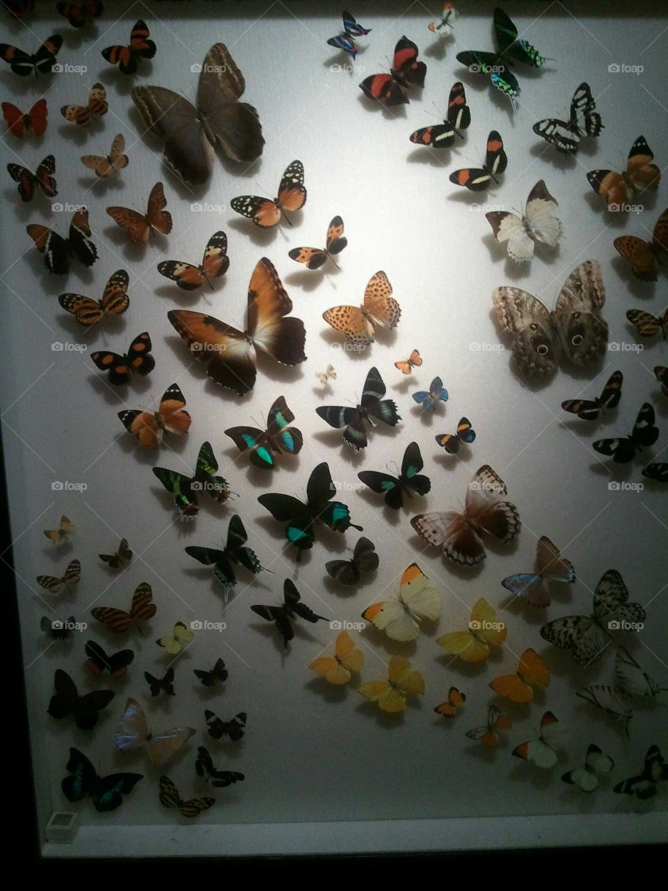 Butterfly World, Butterflies, Cooper City, South Florida