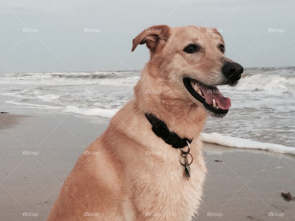 German shepherd sitting on beach