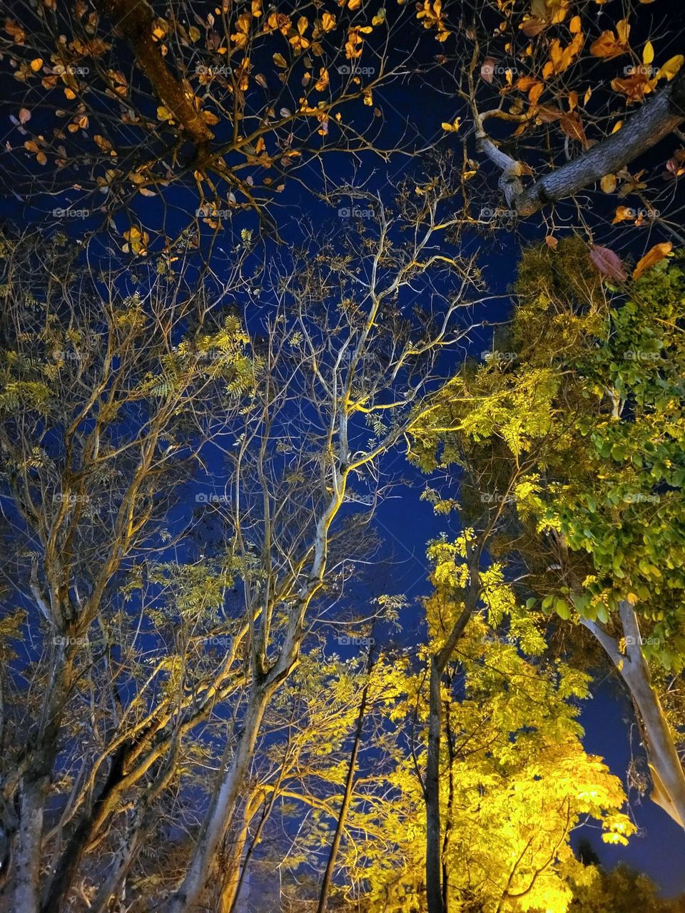 Trees at Victoria Park Hong Kong