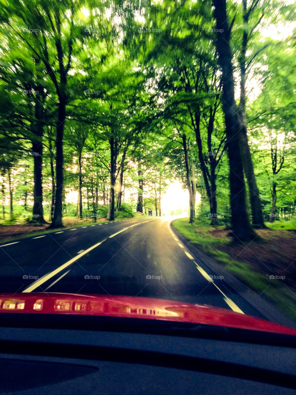 driving through the forrest