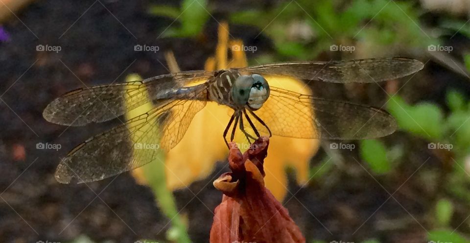 Dragonfly smile