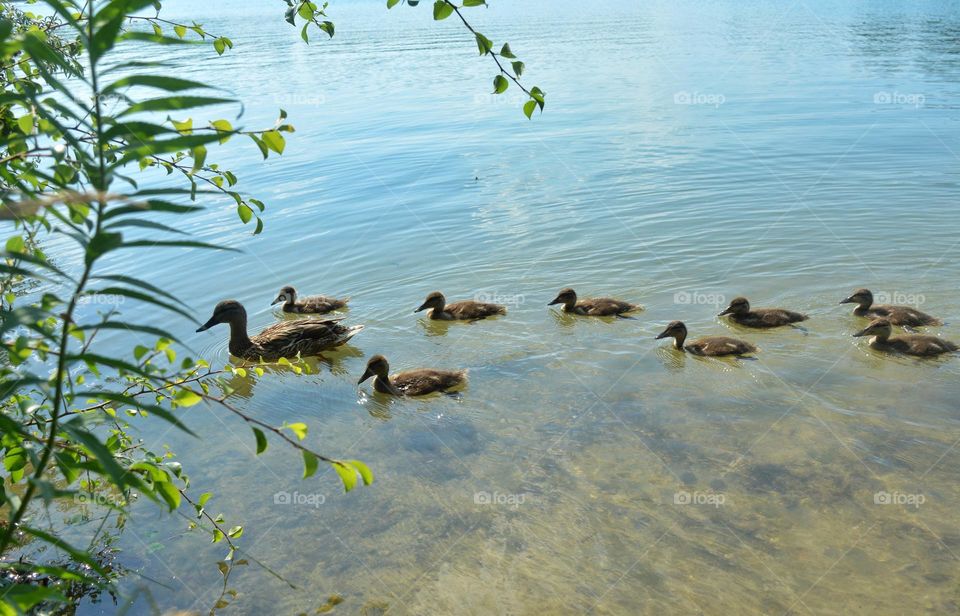 duck and ducklings family on a lake summer time