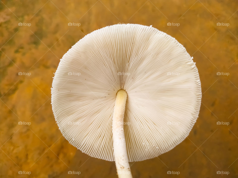 Psilocybe cubensis mushroom on gray background