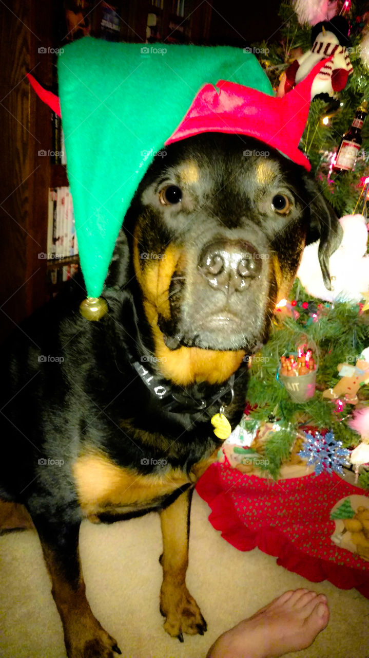 Santa's little helper