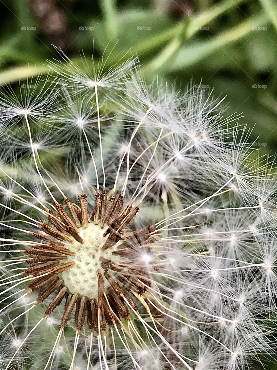 Closeup of the seeds of a white dandelion