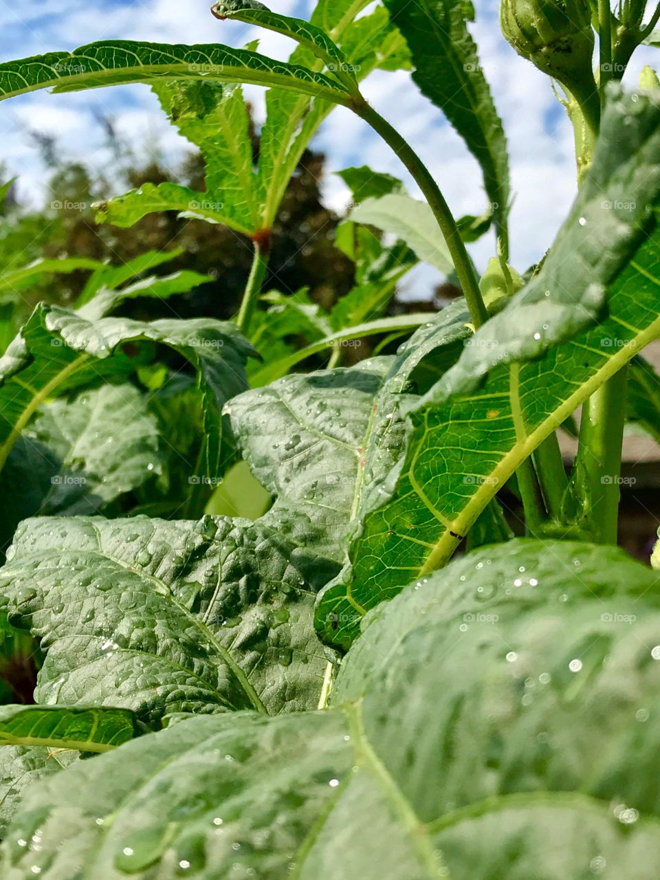 Okra Foliage 