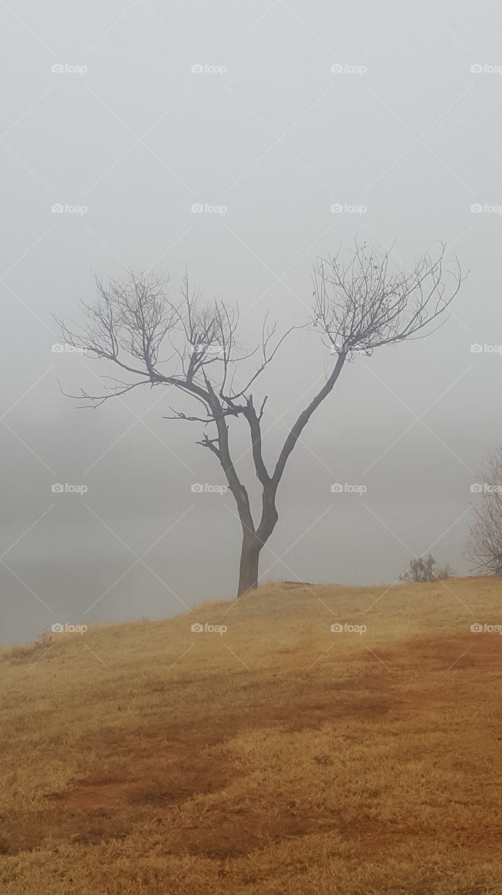 fog lake tree