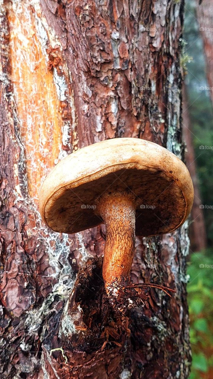 Undiscover beauty  .