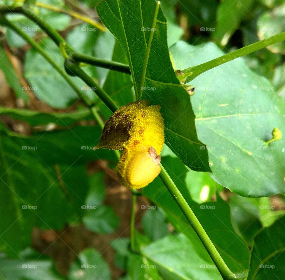 big caterpillar eat green leaf  in long body     small Niddles in body  looking naturally sseeing face