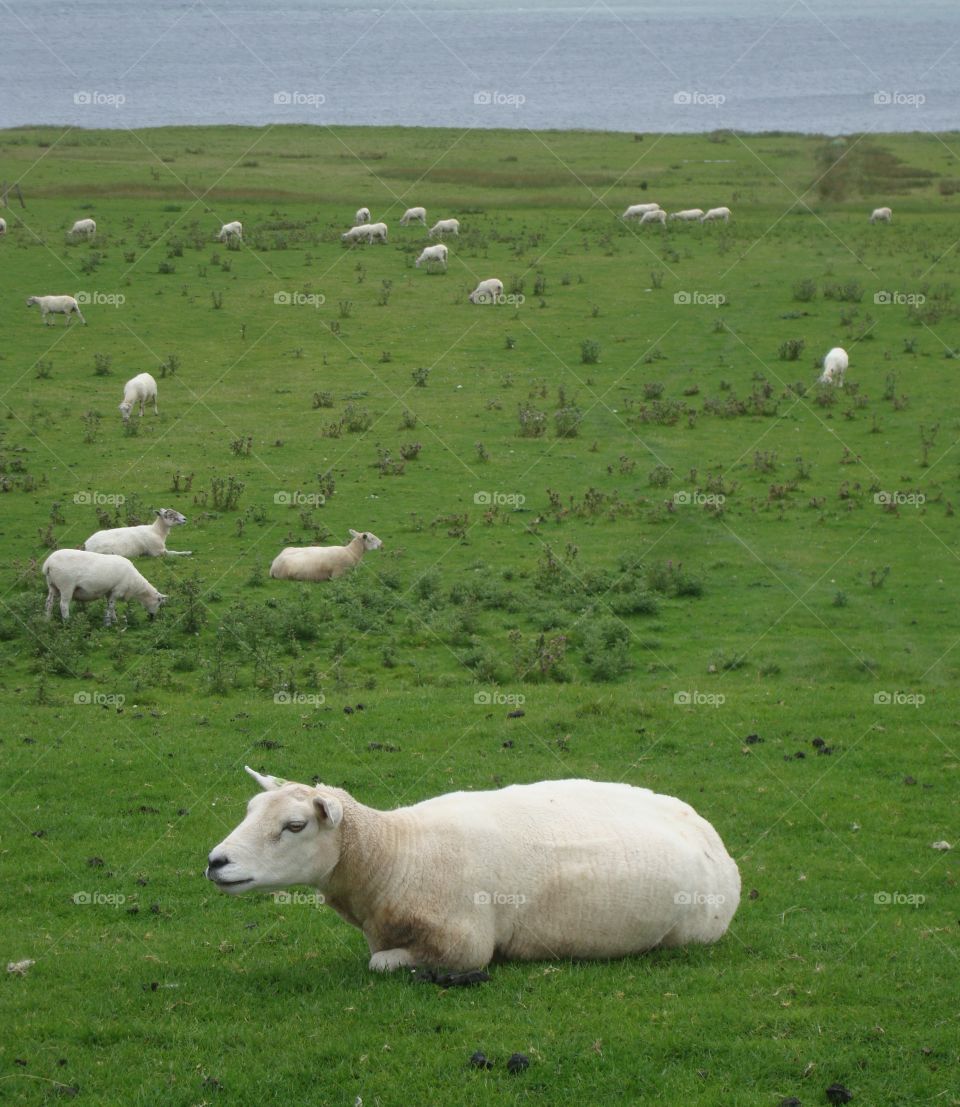 sheep in Scotland