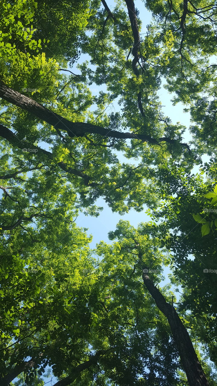 Low angle view of trees