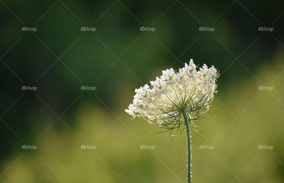 Close-up of wildflower