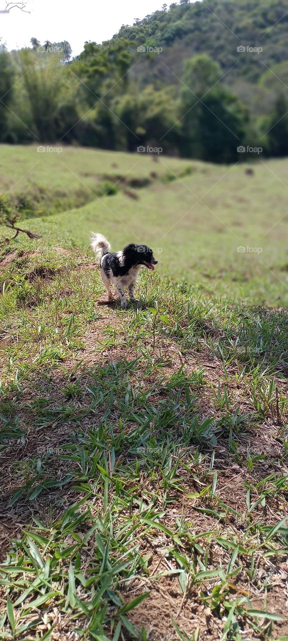 cute puppy at the water's edge