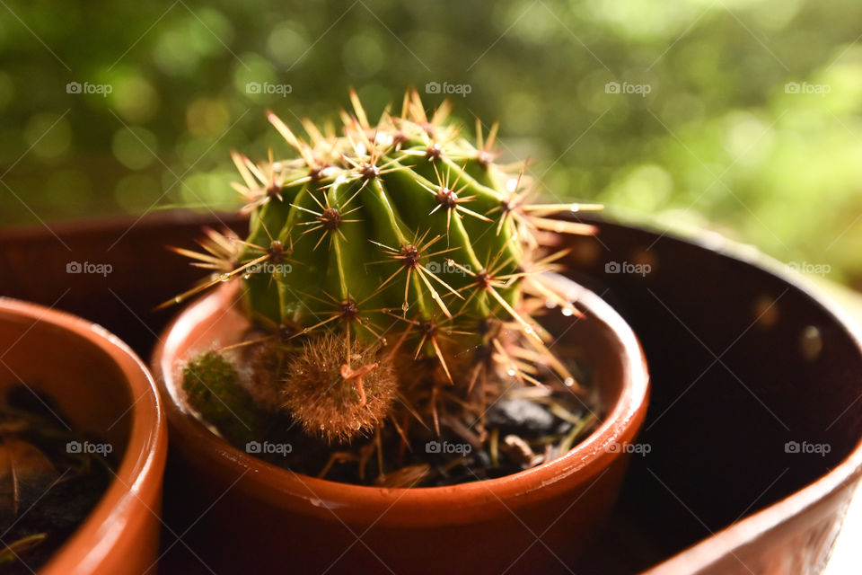 Cactus in pot with a blur background