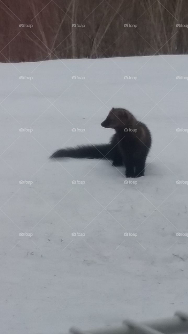 "Martin" an American pine marten