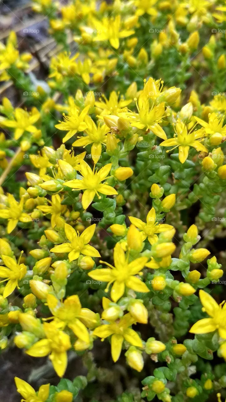 Yellow summer