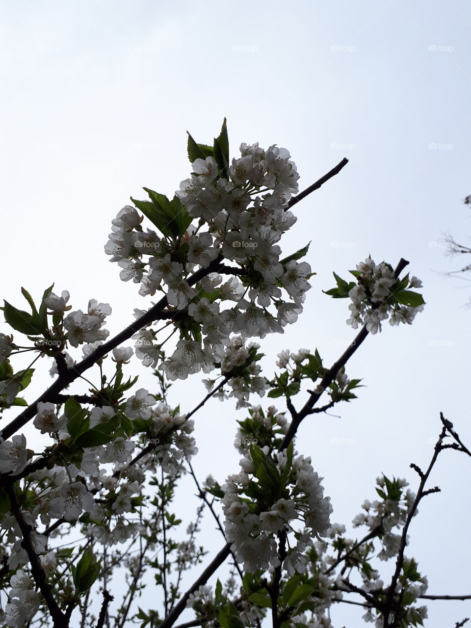 Cherry blossoms against grey skies