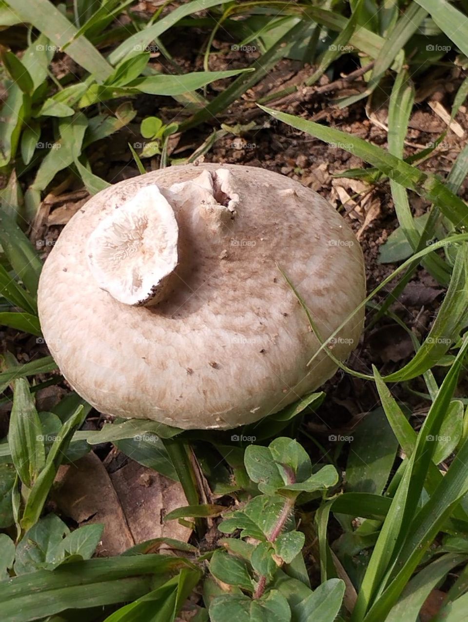 mushroom