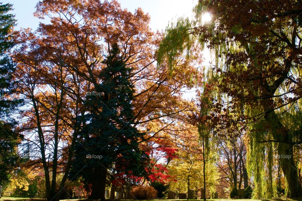 Tree, Fall, Leaf, Park, Wood