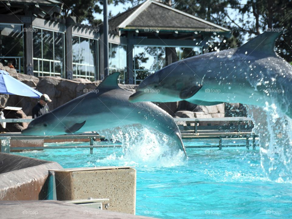 dolphin jump in san diego