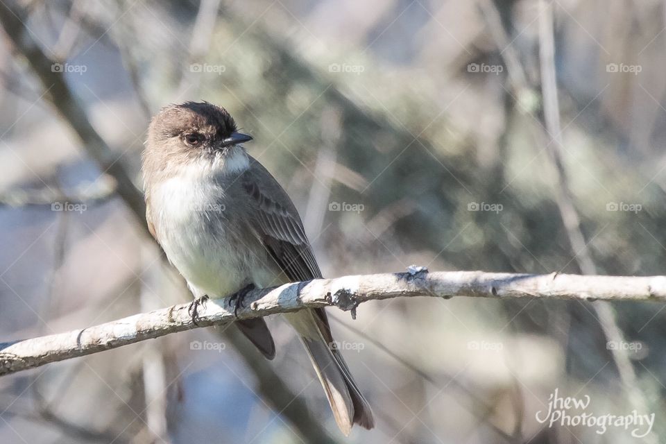 Eastern Phoebe finally enjoying a little sun! It's been so dreary lately- nothing but gray, overcast skies!