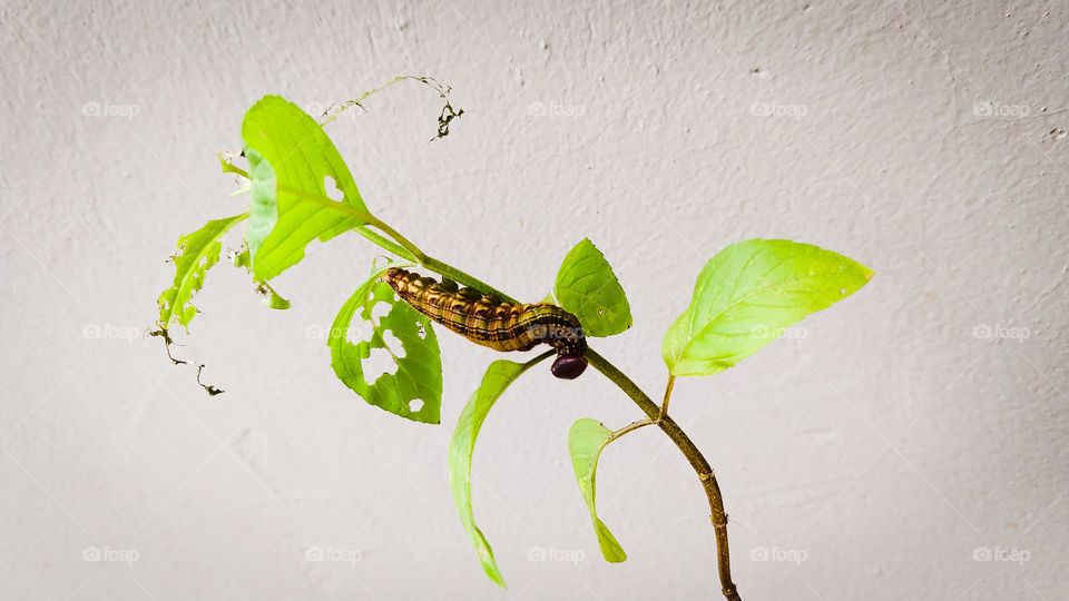 Lagarta roendo folhas.