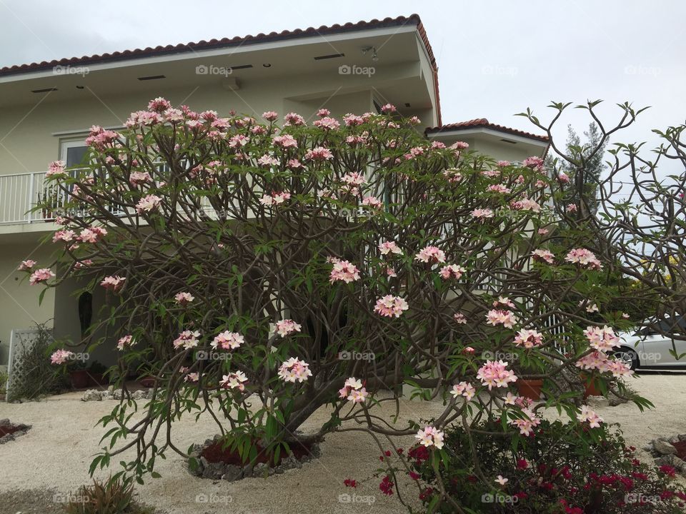 Blooming frangipani tree