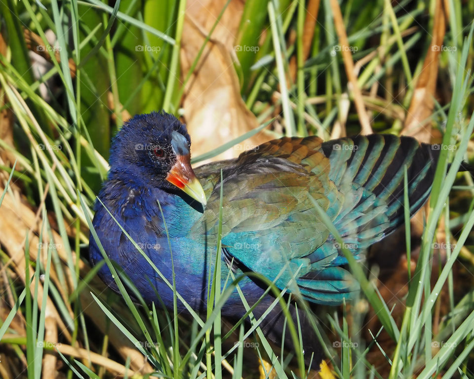 Purple Gallinule 