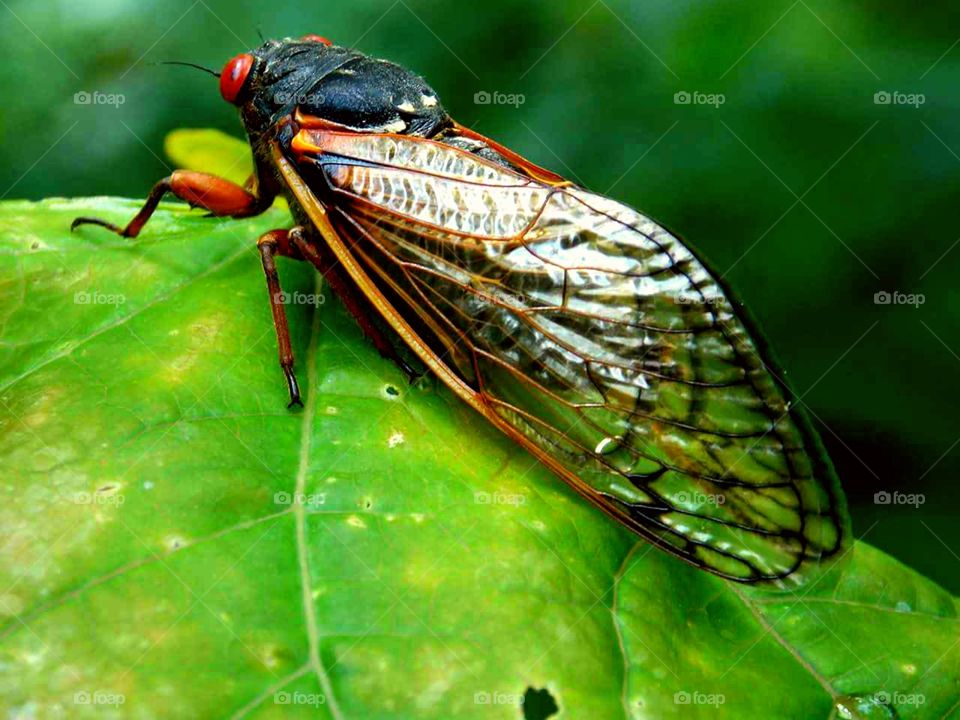 I think this insect is the cicada bug. I took it quite a few years ago. It sheds there skin or shell, I should say. It's not pretty, but it's kinda neat!!