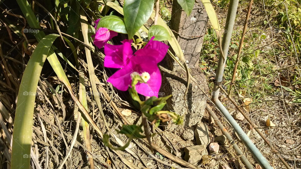 três-marias (Bougainvillea spectabilis)